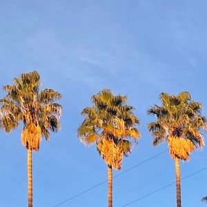 Meet your Posher, Albert